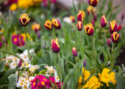 Tulips