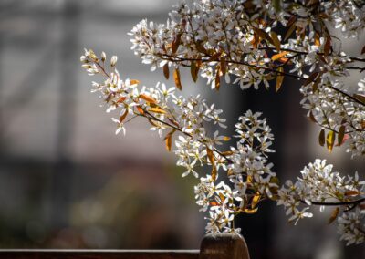 Hawthorne Blossom